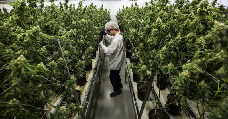 Investire in Cannabis: le migliori Azioni di Marijuana da Comprare nel 2021